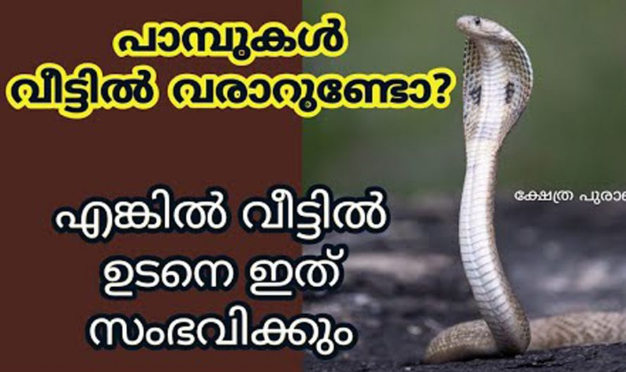 പാമ്പുകളെ ഇടയ്ക്കിടയ്ക്ക് വീടുകളിൽ കാണുകയാണ് എങ്കിൽ ഈ കാര്യങ്ങൾ ശ്രദ്ധിക്കുക