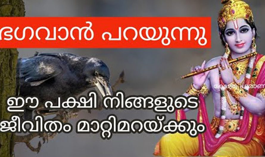 ഈയൊരു പക്ഷിയെ കുറിച്ച് കേട്ടാൽ നിങ്ങളുടെ ജീവിതം തന്നെ മാറിമറിയുന്നതാണ്