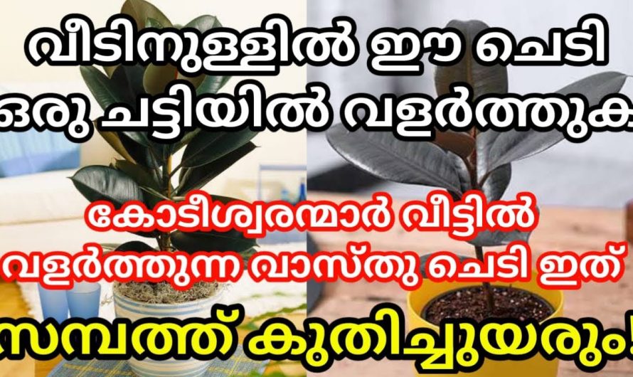 വീടിനുള്ളിൽ ഈച്ചെടികൾ നട്ടുപിടിപ്പിച്ചു നോക്കൂ തീർച്ചയായും നിങ്ങളുടെ സാമ്പത്തിക മുന്നേറ്റം ഉറപ്പാണ്