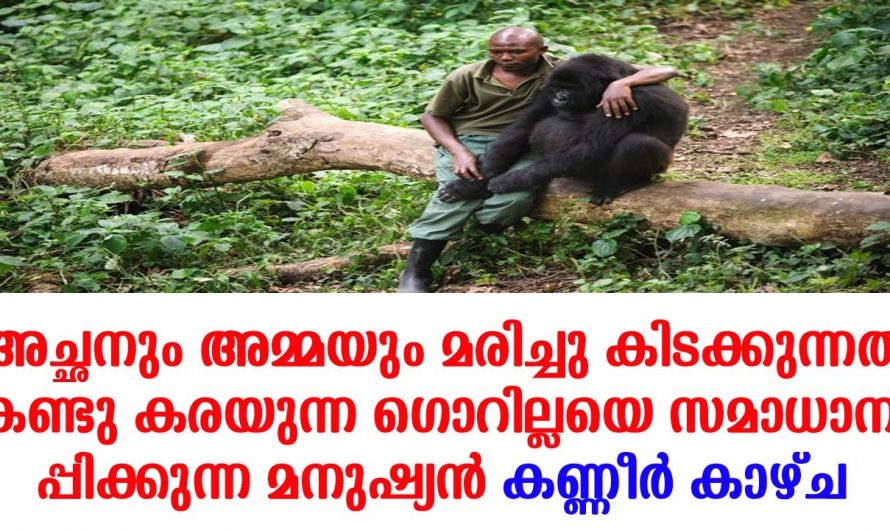 ഈയൊരു ചിത്രം ആരെയും സങ്കടത്തിൽ മാതാപിതാ നഷ്ടപ്പെട്ട ഗോറില്ല കുഞ്ഞിനെ ആശ്വസിപ്പിക്കുന്ന ഒരു കാഴ്ചയാണ് ഇത്