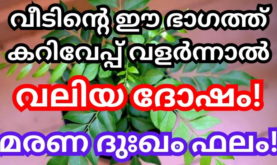 നിങ്ങളുടെ വീടിന്റെ ഈ ഭാഗത്താണോ കറിവേപ്പ്, എങ്കിൽ നാശം ഉറപ്പാണ്.