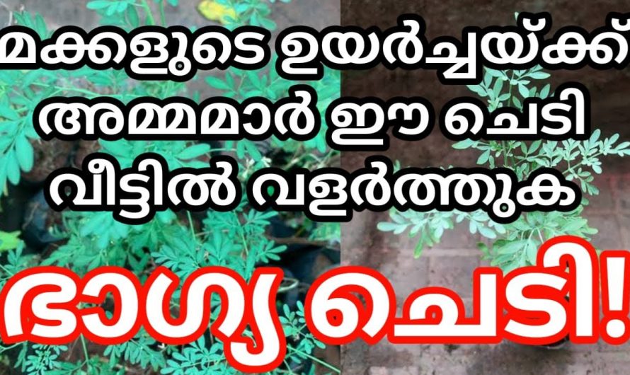 നിങ്ങളുടെ വീടുകളിൽ ഈ ഒരു ചെടി വെച്ചുപിടിപ്പിച്ചു കഴിഞ്ഞാൽ മക്കളുടെ ഉയർച്ചയ്ക്ക് ഇത് കാരണമാകും