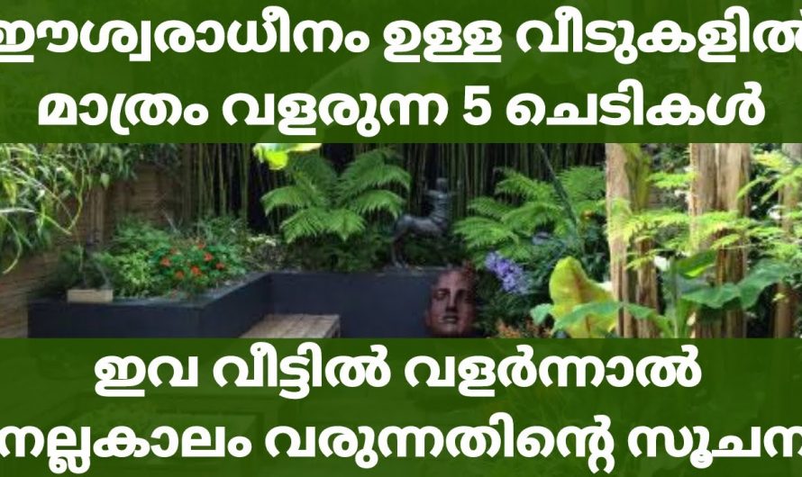 നിങ്ങളെ വീടുകളിൽ ഇത്തരത്തിലുള്ള ചെടികൾ ഉണ്ടോ എങ്കിൽ തീർച്ചയായും നിങ്ങൾ ഭാഗ്യം ചെയ്തവരാണ്