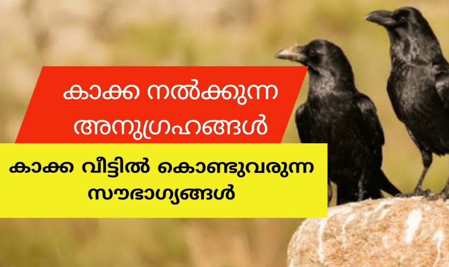 നിങ്ങളുടെ വീടുകളിൽ കാക്ക ഇത്തരത്തിലുള്ള കാര്യം ചെയ്യാറുണ്ടോ എങ്കിൽ തീർച്ചയായും നിങ്ങൾ അറിഞ്ഞിരിക്കുക