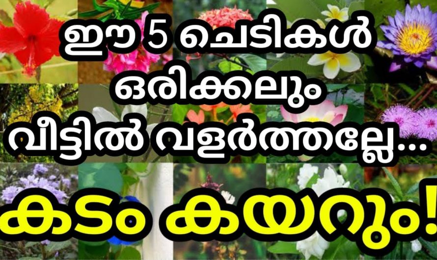 നിങ്ങളുടെ വീടുകളിൽ ഇത്തരത്തിലുള്ള ചെടികൾ ഉണ്ടെങ്കിൽ തീർച്ചയായും ശ്രദ്ധിക്കുക ഒരിക്കലും ഇത് വയ്ക്കാൻ പാടുള്ളതല്ല