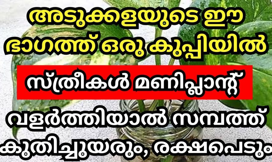 സ്ത്രീകൾ മണി പ്ലാന്റ് വെച്ച് പരിപാലിച്ചു നോക്കൂ തീർച്ചയായും ജീവിതത്തിൽ വൻവിജയം നേടാം