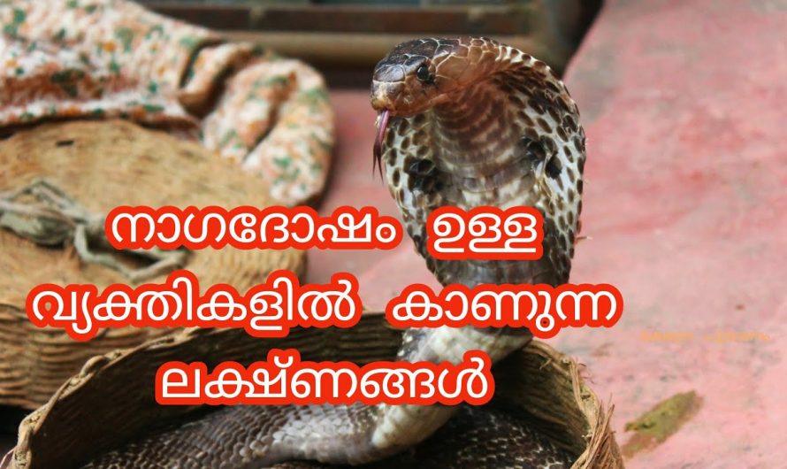 ഈ ലക്ഷണങ്ങൾ കാണുന്നുണ്ടോ, എങ്കിൽ ഭയക്കണം നിങ്ങൾക്ക് നാഗദോഷം ഉണ്ട്.