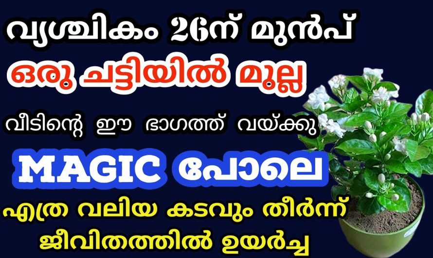 നിങ്ങളുടെ പ്രധാന വാതിലിന് സൈഡിലും ഈ ചെടി വെച്ച് പിടിപ്പിക്കുക തീർച്ചയായും നിങ്ങൾക്ക് വലിയൊരു മാറ്റം ഉണ്ടാകും