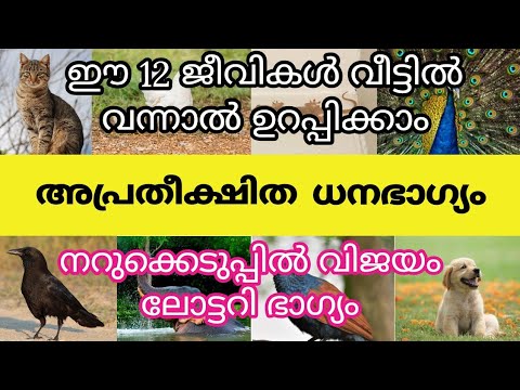 കടബാധ്യത പെരുകി നിൽക്കുന്നവരാണ് എന്നാൽ ഈ ജീവികൾ നിങ്ങളുടെ വീട്ടിൽ വന്നാൽ എല്ലാം മാറും