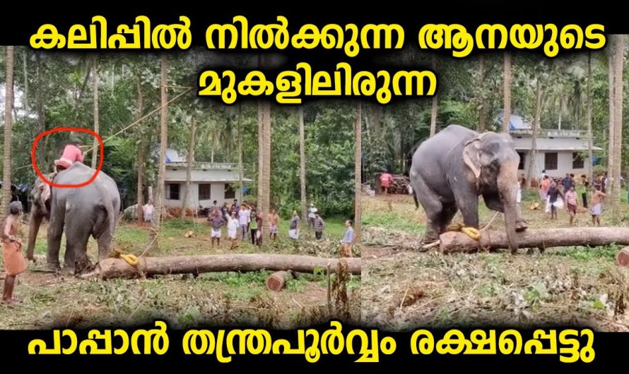 നാട്ടുകാർക്ക് ആ ബുദ്ധി തോന്നില്ലെങ്കിൽ ഇന്ന് അയാളുടെ അവസ്ഥ വളരെയേറെ മോശമായേനെ