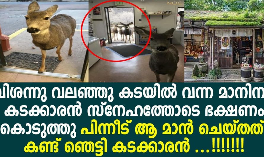 മനുഷ്യർക്ക് മാത്രമല്ല സ്നേഹിക്കാൻ അറിയുന്നത് മൃഗങ്ങൾക്കും സ്നേഹിക്കാൻ അറിയാമെന്ന് തെളിയിക്കുന്ന ഒരു വലിയൊരു കാഴ്ച തന്നെയാണ് ഇന്ന് ഇവിടെ കാണുന്നത്