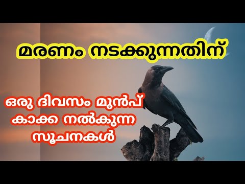 കാക്കകൾ ഇത്തരത്തിലുള്ള ലക്ഷണങ്ങൾ നിങ്ങളുടെ വീടുകളിൽ കാണിക്കുന്നുണ്ടോ എന്നാൽ തീർച്ചയായും നിങ്ങൾ സൂക്ഷിക്കുക