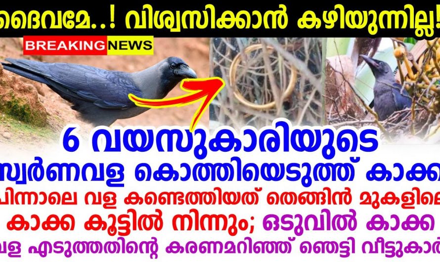 സ്വർണവള തട്ടിയെടുത്ത് ഒരു കാക്ക വീട്ടുകാർ പരഭ്രാന്തരായത് കുറച്ചു സമയം ഒന്നുമല്ല സംഭവം ഇങ്ങനെ