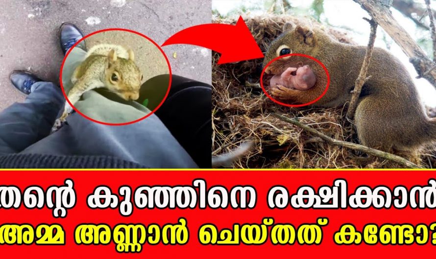 ലോകത്തിലെ ഏറ്റവും വലിയ പോരാളി അമ്മ തന്നെ ഈ അണ്ണാൻ അമ്മയും ഒരു പോരാളി തന്നെ