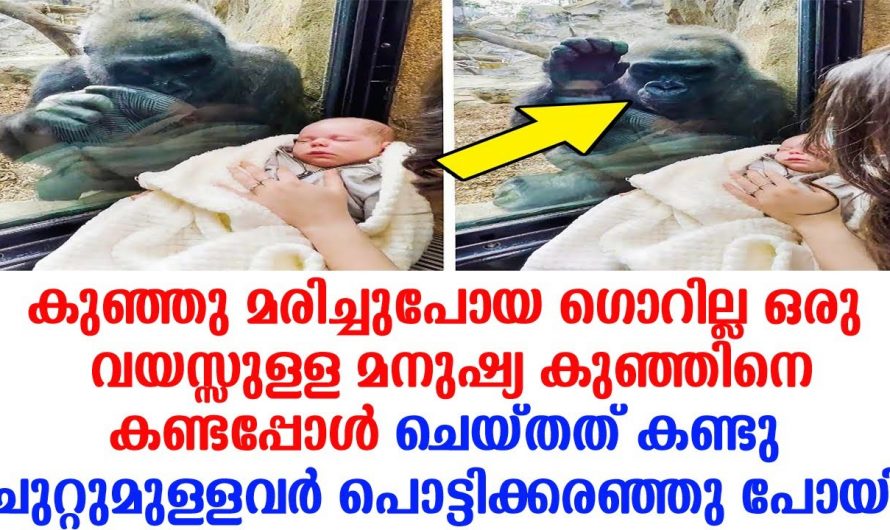 ഗോറില്ലയെ കാണാനെത്തിയ ദമ്പതിമാർ അവരുടെ കയ്യിലുണ്ടായിരുന്ന കുഞ്ഞിനെ ആ ഗോറില്ല ചെയ്തത് കണ്ടോ