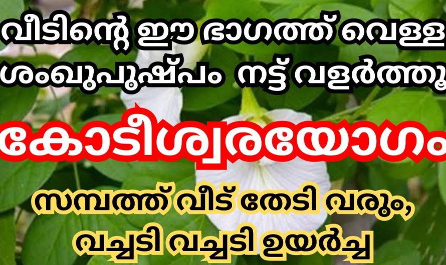 നിങ്ങളുടെ വീട്ടിൽ വെള്ള ശംഖുപുഷ്പം ഉണ്ടെങ്കിൽ തീർച്ചയായും നിങ്ങൾ ഭാഗ്യവാന്മാർ തന്നെയാണ് സംഭവം ഇങ്ങനെ