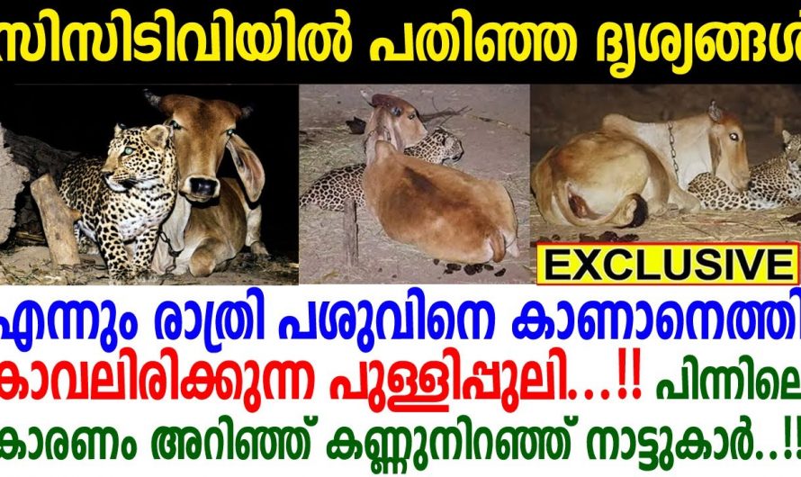 പുള്ളി പുലിയുടെയും പശുവിന്റെയും സ്നേഹത്തിന്റെ ഈ ഒരു സംഭവമറിഞ്ഞാൽ നിങ്ങൾ ഏവരും ഞെട്ടും