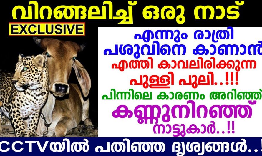 പശുവിന്റെയും പുലിയുടെയും സൗഹൃദം അറിഞ്ഞ ഏവരും ഞെട്ടി  ആ ഗ്രാമത്തിൽ സംഭവിച്ചത് കണ്ടോ