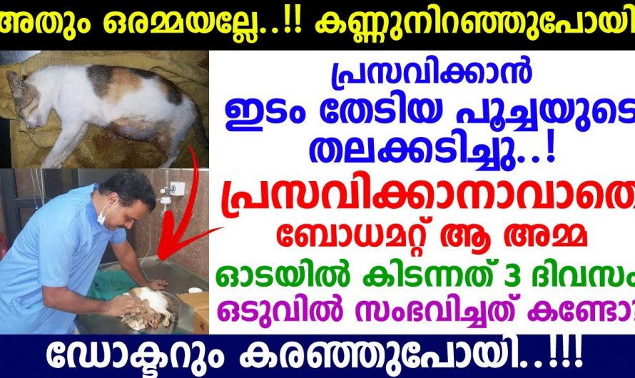 മൃഗങ്ങളായാലും മനുഷ്യൻ ഇത്ര ക്രൂരത ആ മൃഗത്തിനോട് കാട്ടാൻ പാടില്ലായിരുന്നു ആ ഗർഭിണിയായ പൂച്ചയ്ക്ക് സംഭവിച്ചത് കണ്ടോ