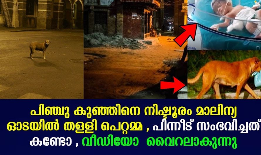 നാലുദിവസം പ്രായമുള്ള കുഞ്ഞിനെ ഓടയിലേക്ക് വലിച്ചെറിഞ്ഞ് ആ യുവതി പക്ഷേ പിന്നീട് സംഭവിച്ചത് കണ്ടോ