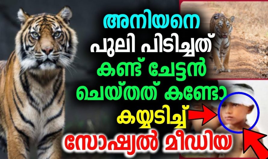 പുലിയുമായി നേരിട്ടത് രണ്ട് സഹോദരന്മാർ പിന്നീട് അവർക്ക് സംഭവിച്ചത് കണ്ടോ