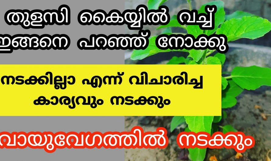 നിങ്ങടെ വീടുകളിൽ തുളസി ഉണ്ടെങ്കിൽ തീർച്ചയായും അറിഞ്ഞിരിക്കേണ്ട ചില കാര്യങ്ങൾ