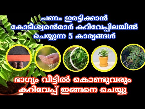 നിങ്ങളുടെ കറിവേപ്പില ഈ പറയുന്ന സ്ഥലങ്ങളിൽ ആണോ എന്നാൽ തീർച്ചയായും നിങ്ങൾ ശ്രദ്ധിക്കുക