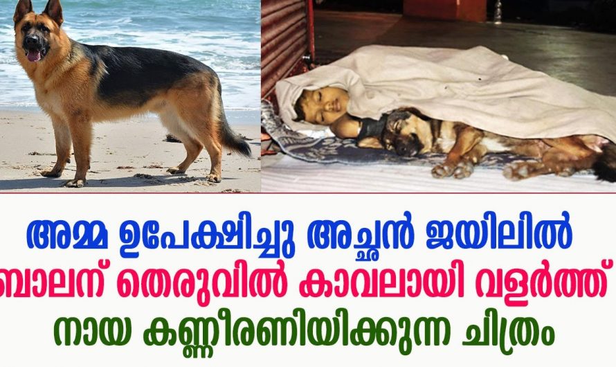 മാതാപിതാക്കൾ ഉപേക്ഷിച്ചു പോയ ആ കൊച്ചു പയ്യൻ ഇന്ന് തെരുവ് നായ്ക്കൊപ്പം തെരുവിൽ