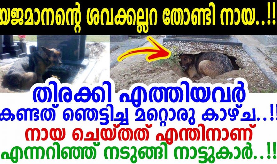 തന്റെ യജമാനന്റെ കബറിടം തോണ്ടി ആ നായ പക്ഷേ പിന്നീട് സംഭവിച്ചത് കണ്ടോ