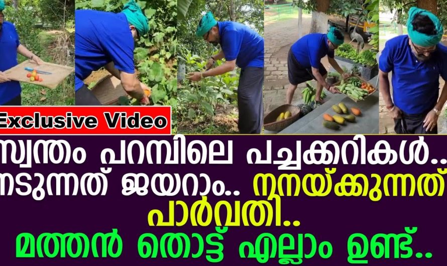 മണ്ണിൽ ഇറങ്ങി കൃഷി വിളവെടുത്തു കൊണ്ട് നമ്മുടെ സ്വന്തം ജയറാമേട്ടൻ പിന്നീട് സംഭവിച്ചത് കണ്ടോ