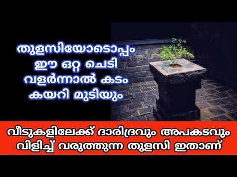 തുളസിച്ചെടി നിങ്ങളുടെ വീടുകളിൽ ഇപ്രകാരമാണോ വെച്ചുപിടിപ്പിച്ചിട്ടുള്ളത് എന്നാൽ തീർച്ചയായും നിങ്ങൾ സൂക്ഷിക്കുക