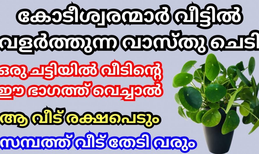 ഇനി കോടീശ്വരൻ ആകാൻ അധ്വാനിച്ചാൽ മാത്രം പോരാ ഈ ചെടി കൂടി വളർത്തണം, പല കോടീശ്വരന്മാരും പുറത്തുപറയാത്ത രഹസ്യം