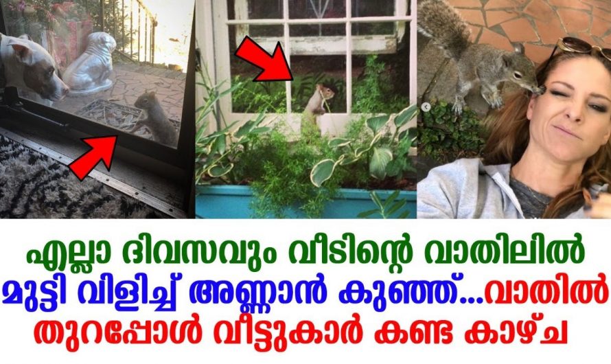 വീടിന്റെ ജനാലയിൽ തട്ടുന്ന ആളെ കണ്ട് യുവതി ഞെട്ടി. ഇതുപോലെ ഒരു സ്നേഹം മറ്റെവിടെയും കാണാൻ കഴിയില്ല.