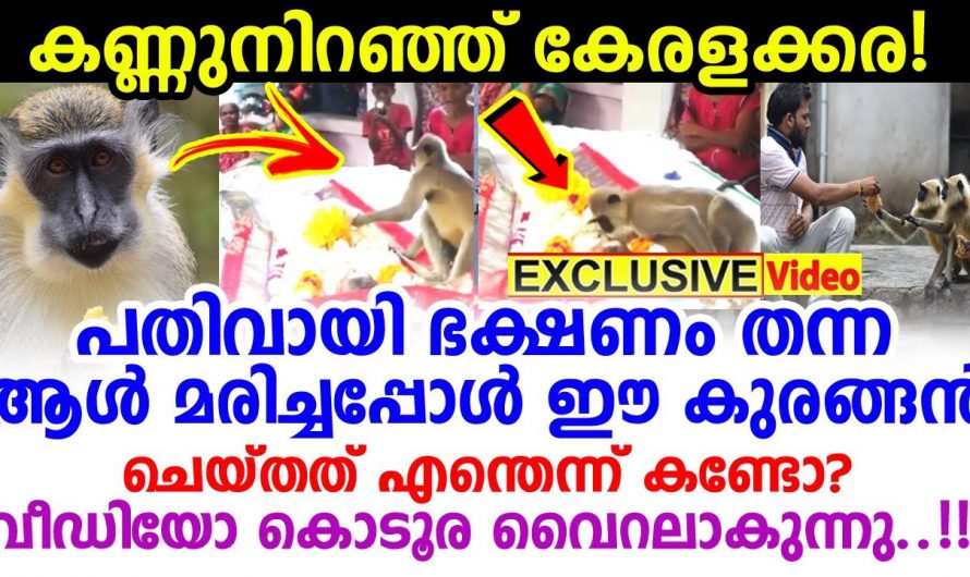 തനിക്ക് എന്നും ഭക്ഷണം നൽകിയ വൃദ്ധൻ മരിച്ചപ്പോൾ കുരങ്ങൻ ചെയ്തത് കണ്ടോ. എല്ലാവരുടെയും കണ്ണ് നിറഞ്ഞു പോയി.