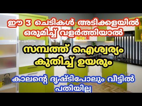 ഈ ചെടിയുടെ അത്ഭുത ശക്തി അറിഞ്ഞാൽ ഇന്ന് തന്നെ ഇത് നട്ടുവളർത്തും. ഇത് കണ്ടു നോക്കൂ.