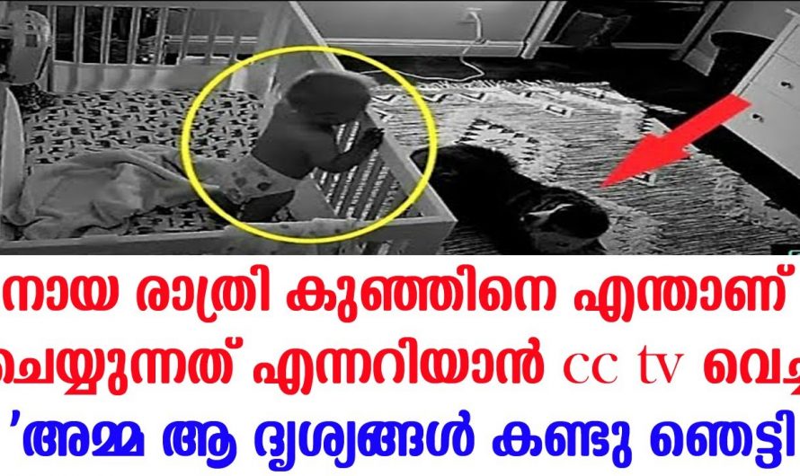 സ്ഥിരമായി രാത്രിയിൽ കരയുന്ന കുട്ടി നായയുടെ കൂടെ കിടത്തിയപ്പോൾ കരയുന്നില്ല. സിസിടിവി പരിശോധിച്ച അമ്മ ഞെട്ടി.