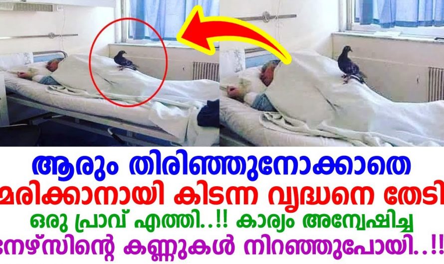 വയ്യാതെ കിടക്കുന്ന വൃദ്ധനെ തേടിയെത്തിയ പക്ഷേ കണ്ടോ. സ്വന്തം മക്കൾക്ക് ഇല്ലാത്ത സ്നേഹമാണ് ഈ പ്രാവിനുള്ളത്.