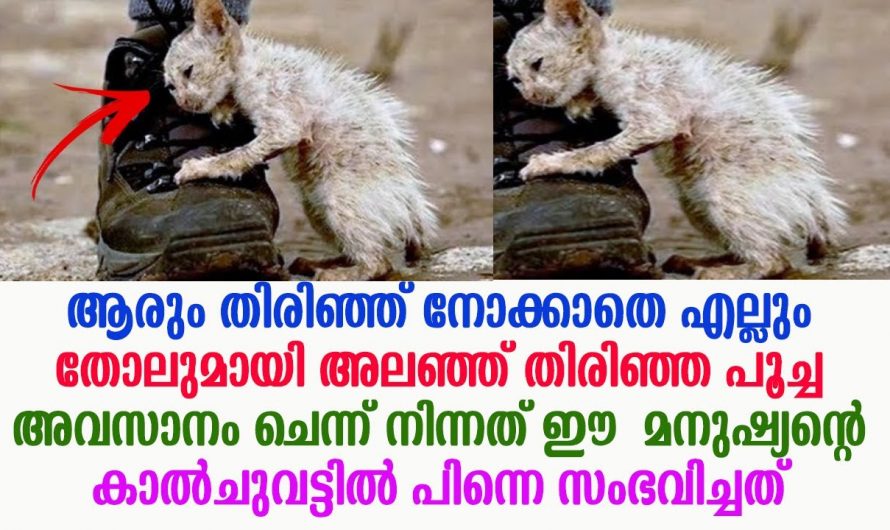 എല്ലും തോലമായി തെരുവിൽ അലഞ്ഞു നടന്ന പൂച്ചക്കുട്ടി. മരിക്കുന്നതിനു മുൻപ് പൂച്ചക്കുട്ടിക്ക് സംഭവിച്ചത് കണ്ടോ.