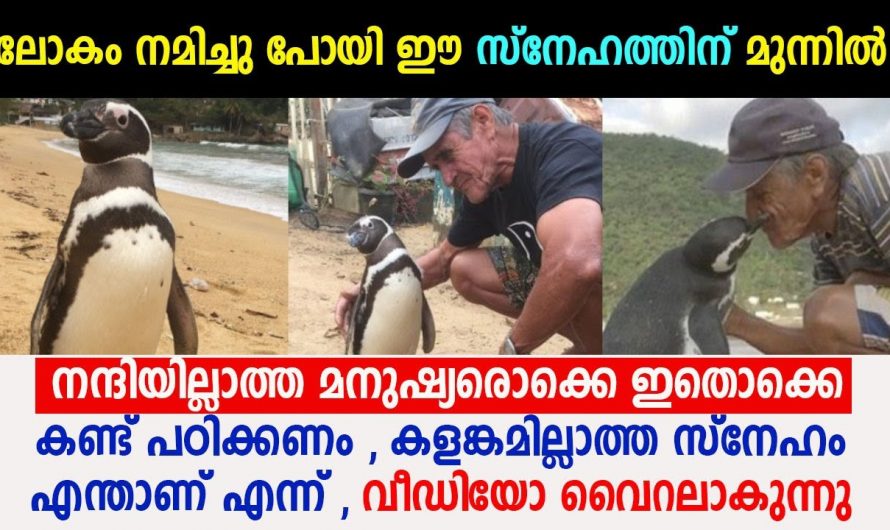 തന്റെ പ്രിയപ്പെട്ടവനെ കാണാൻ ദീർഘദൂരം നീന്തി കടന്ന് വരുന്ന പെൻകിൻ. ഇതൊക്കെയാണ് കളങ്കമില്ലാത്ത സ്നേഹം.