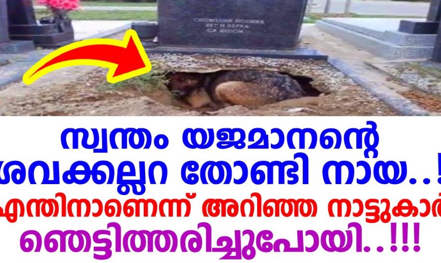 ശവക്കുഴി തോണ്ടിയ നായ. യജമാനനോടുള്ള സ്നേഹം കൊണ്ട് നായ ചെയ്തത് കണ്ടോ.