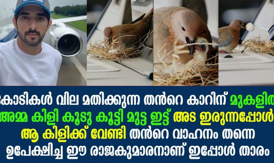 കോടികൾ വിലമതിക്കുന്ന കാറ് അമ്മ പക്ഷിക്കും കുഞ്ഞുങ്ങൾക്കും വിട്ടു നൽകിയ യുവാവ്. ഇയാളുടെ നല്ല മനസ്സിലിരിക്കട്ടെ ഒരു കൈയ്യടി.