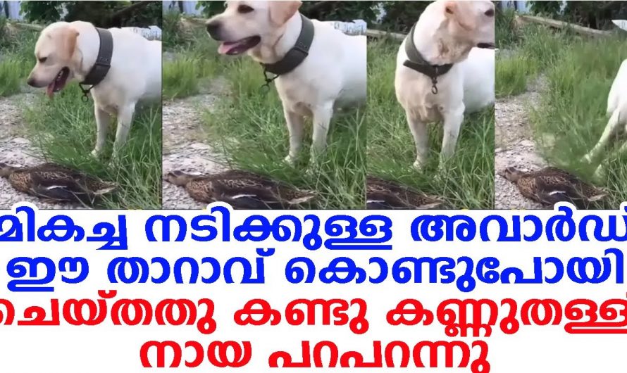 ഈ താറാവിന്റെ അഭിനയം കണ്ടോ അടുത്ത ഓസ്കാർ കിട്ടാനുള്ള ഐറ്റം ഉണ്ട്.