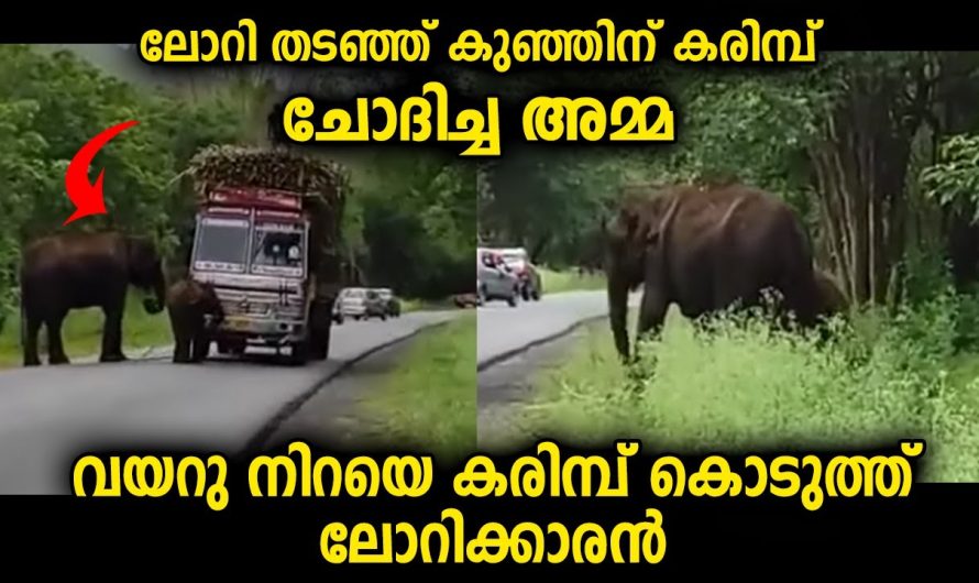 കുഞ്ഞിന്റെ വിശപ്പ് അകറ്റാൻ ലോറി തടഞ്ഞ് ഭക്ഷണം ചോദിച്ച് അമ്മ. എത്ര മനോഹരമായ കാഴ്ച.