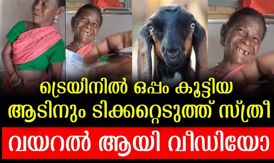 കൂടെ യാത്ര ചെയ്യുന്ന ആടിനും ടിക്കറ്റ് എടുത്ത് ഒരു അമ്മ മാതൃകയായി. സംഭവം കണ്ടു നോക്കൂ.