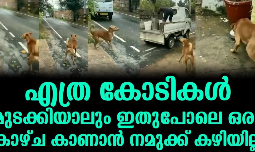 ഇതുപോലെ ഒരു കാഴ്ച കാണാൻ സാധിച്ചത് തന്നെ വലിയ ഭാഗ്യമാണ്. ഇതാരും കാണാതെ പോകല്ലേ.