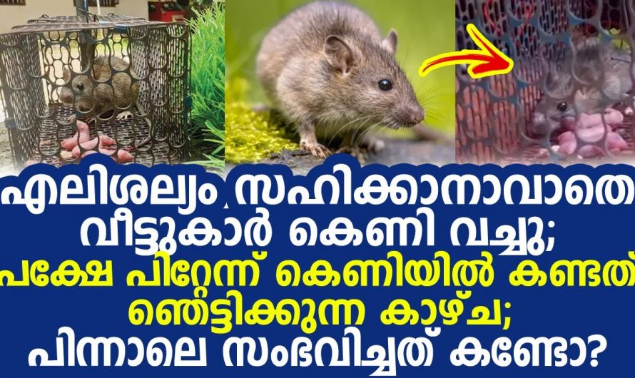 എലിയുടെ ശല്യം സഹിക്കാൻ വയ്യാതെ കെണിവെച്ച വീട്ടുകാർ കണ്ടത് നൊമ്പരപ്പെടുത്തുന്ന കാഴ്ച. ഇതാ കണ്ടു നോക്കൂ.