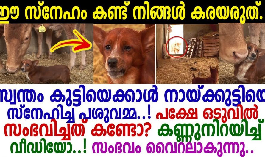 പശുവിനെ സ്വന്തം അമ്മയായി സ്നേഹിച്ച നായക്കുട്ടി.ഒടുവിൽ പശുവിനെ മറ്റൊരാൾക്ക് കൊടുത്തപ്പോൾ കണ്ണീരോടെ നായക്കുട്ടി ചെയ്തത് നോക്കൂ.