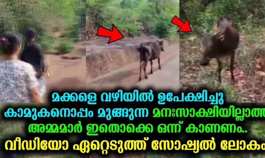 കുട്ടികളെ മനസാക്ഷിയില്ലാതെ വഴിയിൽ ഉപേക്ഷിച്ചു പോകുന്ന അമ്മമാർ ഇതൊക്കെ ഒന്ന് കാണണം ഇതാണ് യഥാർത്ഥ സ്നേഹം.