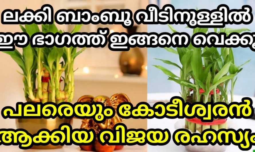 വീട്ടിൽ ലക്കി ബാംബൂ വെക്കേണ്ട കൃത്യ സ്ഥാനം ഇതാണ്. ഇനി സമ്പത്ത് താനെ വർദ്ധിക്കും.