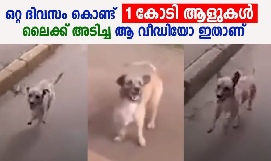 തന്റെ യജമാനയുടെ ജീവൻ രക്ഷിക്കാൻ നായ ഓടിയത് കിലോമീറ്ററുകൾ. ഈ നായയുടെ സ്നേഹം കണ്ടോ.